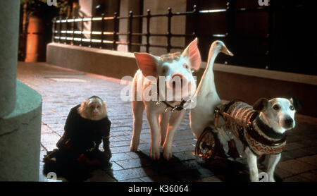 BABE: PIG IN DER STADT Datum: 1998 Stockfoto