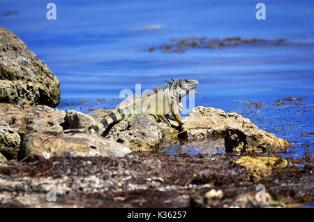 Green Iguana denken über ein Schwimmen in den Florida Keys gehen Stockfoto