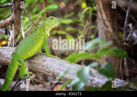 Grüner Leguan - Iguana iguana Stockfoto