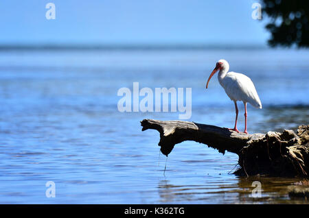 White Ibis Angeln in den Florida Keys Stockfoto