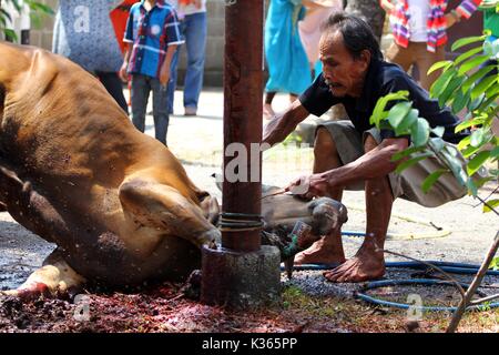 Bekasi, Indonesien. 15. Oktober, 2013. Eine Kuh wird angezeigt, die für die Schlachtung während des Eid al-Adha, hat keine bestimmte Zeitdauer und vorbereitet zu sein. Credit: kuncoro Widyo Rumpoko/Pacific Press/Alamy leben Nachrichten Stockfoto