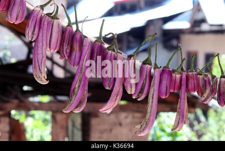 Sonne Trocknen von Brinjals auf dem Dach eines Hauses am Stadtrand von Anantang Bezirk rund 60 Kilometer vom Sommer Hauptstadt des indischen Teil Kaschmirs gesteuert. Kaschmir für den harten Winter vorzubereiten, da immer Angst vor der Autobahn Blockade durch Schnee und Regen, in dem die Preise für frische Gemüse hoch. Früher, Lagerung von getrockneten Lebensmitteln verwendet eine Notwendigkeit in Kaschmir Wohnungen, wie wegen der strengen Wintern die Verfügbarkeit von frischen Lebensmitteln selten war. Jedoch heute auch bei frischem Gemüse auf dem Markt Menschen bevorzugen Gemüse, getrocknet Gemüse und Getränke als frisches Brot zu essen stehen zur Verfügung. Für zehn Jahre Stockfoto