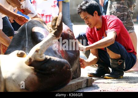 Bekasi, Indonesien. 15. Oktober, 2013. Eine Kuh wird angezeigt, nachdem Sie während des Eid al-Adha, hat keine bestimmte Zeitdauer und geschlachtet gehäutet. Credit: kuncoro Widyo Rumpoko/Pacific Press/Alamy leben Nachrichten Stockfoto