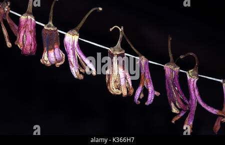 Sonne Trocknen von Brinjals auf dem Dach eines Hauses am Stadtrand von Anantang Bezirk rund 60 Kilometer vom Sommer Hauptstadt des indischen Teil Kaschmirs gesteuert. Kaschmir für den harten Winter vorzubereiten, da immer Angst vor der Autobahn Blockade durch Schnee und Regen, in dem die Preise für frische Gemüse hoch. Früher, Lagerung von getrockneten Lebensmitteln verwendet eine Notwendigkeit in Kaschmir Wohnungen, wie wegen der strengen Wintern die Verfügbarkeit von frischen Lebensmitteln selten war. Jedoch heute auch bei frischem Gemüse auf dem Markt Menschen bevorzugen Gemüse, getrocknet Gemüse und Getränke als frisches Brot zu essen stehen zur Verfügung. Für zehn Jahre Stockfoto