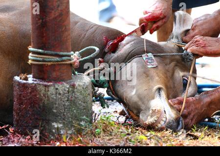 Bekasi, Indonesien. 15. Oktober, 2013. Eine Kuh wird angezeigt, während das Eid al-Adha, geschlachtet zu werden. Credit: kuncoro Widyo Rumpoko/Pacific Press/Alamy leben Nachrichten Stockfoto