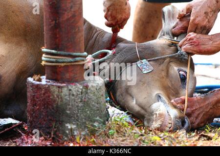 Bekasi, Indonesien. 15. Oktober, 2013. Eine Kuh wird angezeigt, während das Eid al-Adha, geschlachtet zu werden. Credit: kuncoro Widyo Rumpoko/Pacific Press/Alamy leben Nachrichten Stockfoto