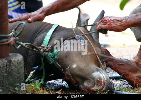 Bekasi, Indonesien. 15. Oktober, 2013. Eine Kuh wird angezeigt, die für die Schlachtung während des Eid al-Adha, hat keine bestimmte Zeitdauer und vorbereitet zu sein. Credit: kuncoro Widyo Rumpoko/Pacific Press/Alamy leben Nachrichten Stockfoto