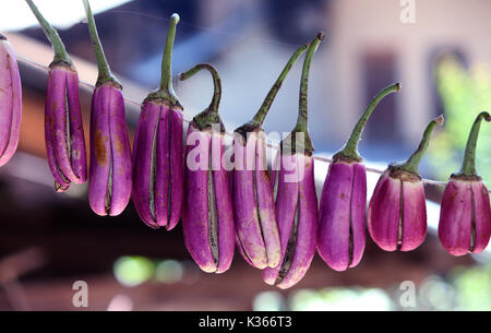 Sonne Trocknen von Brinjals auf dem Dach eines Hauses am Stadtrand von Anantang Bezirk rund 60 Kilometer vom Sommer Hauptstadt des indischen Teil Kaschmirs gesteuert. Kaschmir für den harten Winter vorzubereiten, da immer Angst vor der Autobahn Blockade durch Schnee und Regen, in dem die Preise für frische Gemüse hoch. Früher, Lagerung von getrockneten Lebensmitteln verwendet eine Notwendigkeit in Kaschmir Wohnungen, wie wegen der strengen Wintern die Verfügbarkeit von frischen Lebensmitteln selten war. Jedoch heute auch bei frischem Gemüse auf dem Markt Menschen bevorzugen Gemüse, getrocknet Gemüse und Getränke als frisches Brot zu essen stehen zur Verfügung. Für zehn Jahre Stockfoto