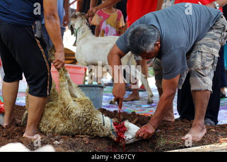 Bekasi, Indonesien. 15. Oktober, 2013. Ein Schaf wird angezeigt, während das Eid al-Adha, geschlachtet zu werden. Credit: kuncoro Widyo Rumpoko/Pacific Press/Alamy leben Nachrichten Stockfoto