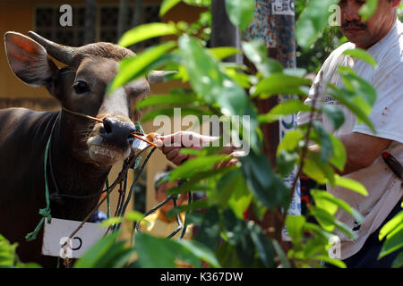 Bekasi, Indonesien. 15. Oktober, 2013. Eine Kuh erwartet seine Umdrehung während des Eid al-Adha, hat keine bestimmte Zeitdauer und geschlachtet werden. Credit: kuncoro Widyo Rumpoko/Pacific Press/Alamy leben Nachrichten Stockfoto