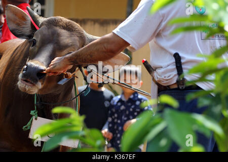 Bekasi, Indonesien. 15. Oktober, 2013. Eine Kuh erwartet seine Umdrehung während des Eid al-Adha, hat keine bestimmte Zeitdauer und geschlachtet werden. Credit: kuncoro Widyo Rumpoko/Pacific Press/Alamy leben Nachrichten Stockfoto