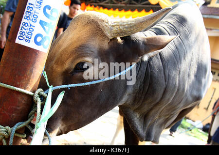 Bekasi, Indonesien. 15. Oktober, 2013. Eine Kuh erwartet seine Umdrehung während des Eid al-Adha, hat keine bestimmte Zeitdauer und geschlachtet werden. Credit: kuncoro Widyo Rumpoko/Pacific Press/Alamy leben Nachrichten Stockfoto