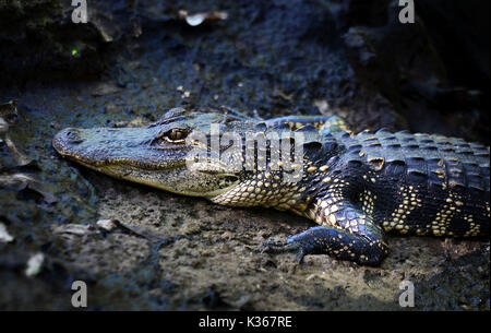 Amerikanischer Krokodil ruht auf einer Bank Stockfoto