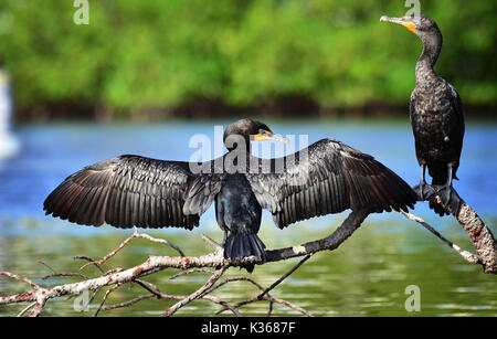 Double-Crested Cormorant - phalacrocorax auritus Stockfoto