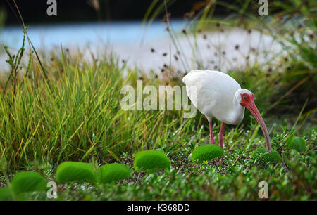 White Ibis zu Fuß auf einem grasbewachsenen Strand Stockfoto