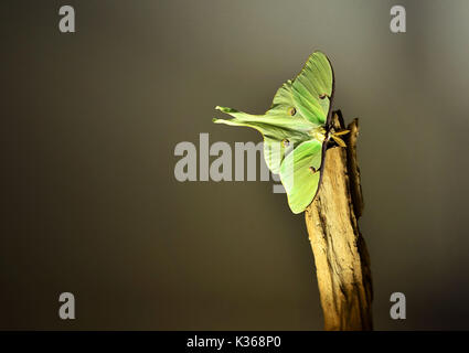 Luna Moth-actias Luna Stockfoto