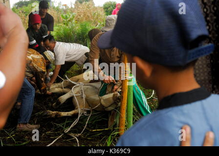 Indonesien, 01. September 2017. North sumatera, Karo Bezirk. hat sich eine Tradition in Indonesien, in der Gemeinschaft ein opfertier Schlachten am Fest des Eid al-Adha, hat keine bestimmte Zeitdauer und statt, wie in Karo Bezirk gesehen, die Einheit der umliegenden samura am Straßenrand (BPJS) und die Prosperität der Moschee taufik samura Straße, die die Schlachtung von 6 Kühen und 3 Ziegen und gleichmäßig auf alle muslimischen Gemeinschaft in diesem Bereich verteilt, sagte nasrun tarigan und baharudin sikedang, als Ausschuss der Durchführung der Schlachtung von Opfertieren in diesem Jahr. (Foto durch Sabirin Manurung/Pacific Press) Stockfoto