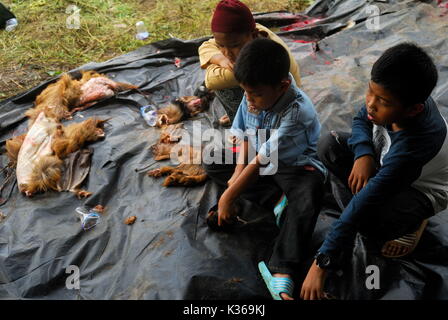 Indonesien, 01. September 2017. North sumatera, Karo Bezirk. hat sich eine Tradition in Indonesien, in der Gemeinschaft ein opfertier Schlachten am Fest des Eid al-Adha, hat keine bestimmte Zeitdauer und statt, wie in Karo Bezirk gesehen, die Einheit der umliegenden samura am Straßenrand (BPJS) und die Prosperität der Moschee taufik samura Straße, die die Schlachtung von 6 Kühen und 3 Ziegen und gleichmäßig auf alle muslimischen Gemeinschaft in diesem Bereich verteilt, sagte nasrun tarigan und baharudin sikedang, als Ausschuss der Durchführung der Schlachtung Opfertiere in diesem Jahr. (Foto durch Sabirin Manurung/Pacific Press) Stockfoto