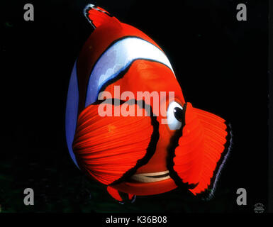 Findet Nemo MARLIN BITTE CREDIT Disney/Pixar Datum: 2003 Stockfoto