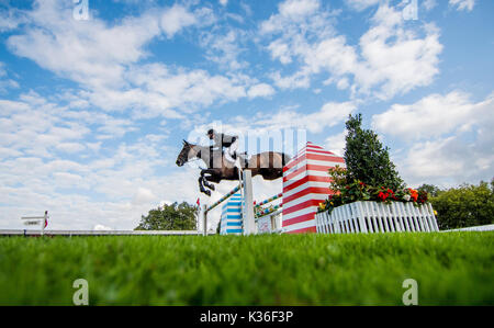 Gijon, Spanien. 1. Sep 2017. Cameron Hanley (Irland) mit Aiyetoro während der Pferderennen Springreiten der CSIO Gijon in Las Mestas Center am 1. September 2017 in Gijon, Spanien. Quelle: David Gato/Alamy leben Nachrichten Stockfoto