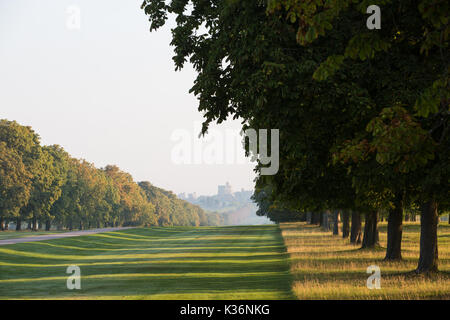 Windsor, Großbritannien. 2. September 2017. Am frühen Morgen Sonnenschein im Windsor Great Park. Credit: Mark Kerrison/Alamy leben Nachrichten Stockfoto