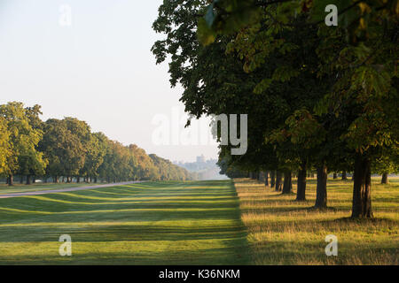 Windsor, Großbritannien. 2. September 2017. Am frühen Morgen Sonnenschein im Windsor Great Park. Credit: Mark Kerrison/Alamy leben Nachrichten Stockfoto