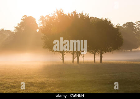 Windsor, Großbritannien. 2. September 2017. Am frühen Morgen Sonnenschein und Nebel im Windsor Great Park. Credit: Mark Kerrison/Alamy leben Nachrichten Stockfoto