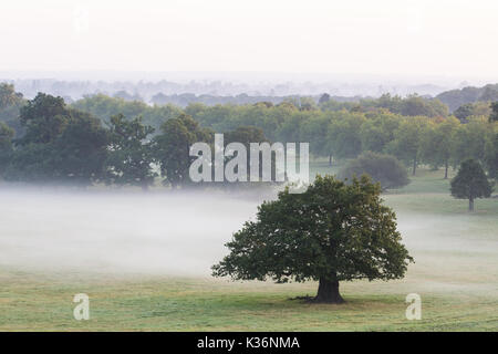 Windsor, Großbritannien. 2. September 2017. Am frühen Morgen Nebel zieht über Windsor Great Park. Credit: Mark Kerrison/Alamy leben Nachrichten Stockfoto