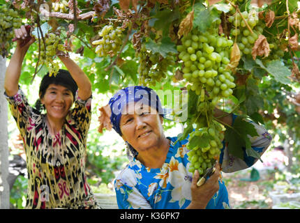 (170902) - - Urumqi, Sept. 2, 2017 (Xinhua) - Bauern abholen Trauben in Putao (Grape) Stadt Turpan, Nordwesten Chinas Autonome Region Xinjiang Uygur, Aug 29., 2017. Trauben hier sind in diesem Jahr gereift, weil von der sengenden Wetter im Juli. (Xinhua / Wang Fei) (and) Stockfoto