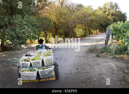 (170902) - - Urumqi, Sept. 2, 2017 (Xinhua) - ein Landwirt Transporte Trauben in Putao (Grape) Stadt Turpan, Nordwesten Chinas Autonome Region Xinjiang Uygur, Aug 29., 2017. Trauben hier sind in diesem Jahr gereift, weil von der sengenden Wetter im Juli. (Xinhua / Wang Fei) (and) Stockfoto