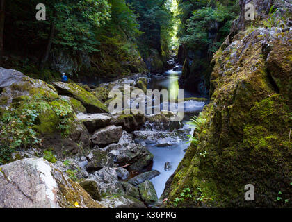 Die mystischen und magischen Fairy Glen oder Waliser Ffos Noddun in der verborgenen tiefe Schlucht des Flusses Conwy in Nord Wales in der Nähe von Betwys-y-Coed Stockfoto