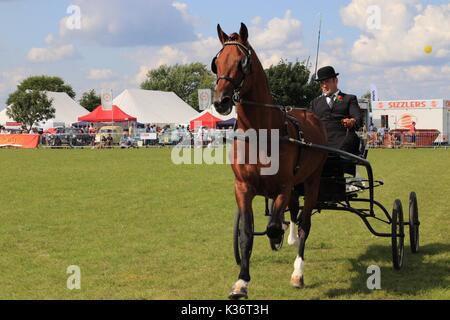 Orsett, Essex, Großbritannien - 2 May 2017 - Essex, Orsett Land zeigen im Bild. Credit: Darren Attersley./Alamy leben Nachrichten Stockfoto