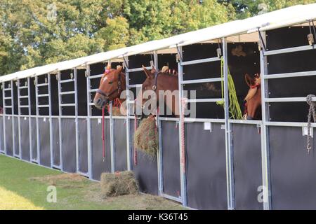 Orsett, Essex, Großbritannien - 2 May 2017 - Essex, Orsett Land zeigen im Bild. Credit: Darren Attersley./Alamy leben Nachrichten Stockfoto