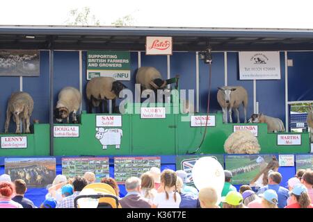 Orsett, Essex, Großbritannien - 2 May 2017 - Essex, Orsett Land zeigt eine der größten landwirtschaftlichen zeigt Essex, die von Tausenden besucht, Menschenmassen beobachten Sie die Schafe. zeigen. Credit: Darren Attersley./Alamy leben Nachrichten Stockfoto