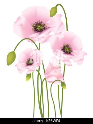 Schöne helle Farben Mohnblumen mit Knospen und Samenkapseln Stock Vektor