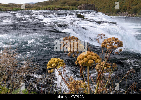 Blick auf Faxi Wasserfall an der Tungufljot Fluss in Island. Der Wasserfall ist ein Anschlag auf die Golden Circle Tour aus Reykjavik. Stockfoto