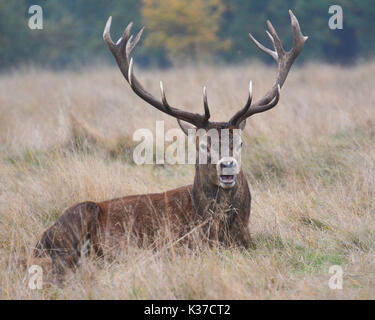 Foto muss Gutgeschrieben © Alpha Presse 066465 30/10/2016 Hirsche in Richmond, Richmond upon Thames, London. Stockfoto