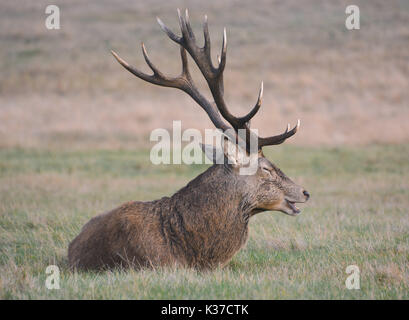 Foto muss Gutgeschrieben © Alpha Presse 066465 30/10/2016 Hirsche in Richmond, Richmond upon Thames, London. Stockfoto