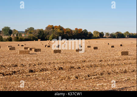 SQUARE HAY BALES ACROSS HARVESTED CORN FIELD, LITITZ PENNSYLVANIA Stockfoto