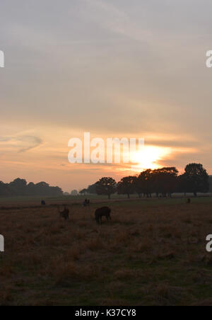 Foto muss Gutgeschrieben © Alpha Presse 066465 30/10/2016 Allgemeine Ansichten werden auf den Sonnenuntergang im Richmond Park, Richmond upon Thames, London. Stockfoto