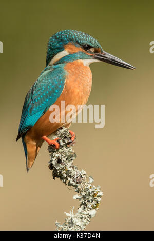 Männlicher gemeiner Eisvogel (Alcedo atthis), der vor einem schönen grünen, diffusen Hintergrund thront. Stockfoto