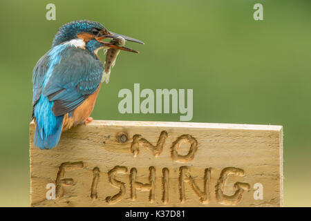 Weibliche Kingfisher thront auf einem Keine Fischerei Zeichen nach dem Fangen einen Fisch Stockfoto