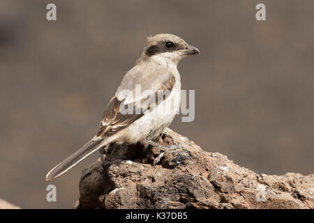 Southern Grey SHRIKE fotografiert auf Lanzarote, Spanien Stockfoto