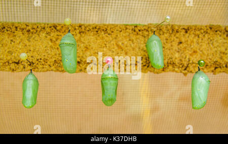 Schmetterlinge in einer Phase der Puppe in Mariposario das Schmetterlingshaus in Mindo, Ecuador Stockfoto