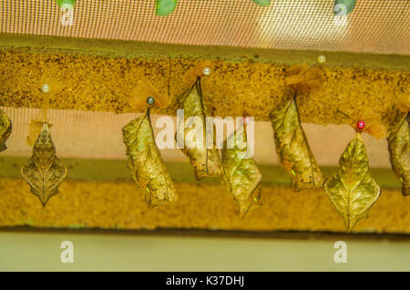 Schmetterlinge in einer Phase der Puppe in Mariposario das Schmetterlingshaus in Mindo, Ecuador Stockfoto