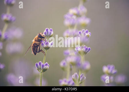 Biene auf Lavendel Stockfoto