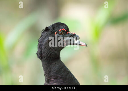 Muscovy Duck Cairina moschata. Kopf Porträt eines erwachsenen Drake. Wilden vorfahren Form des inländischen Hausgeflügel Rasse. Stockfoto