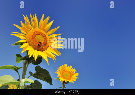 Zwei schöne Sonnenblumen auf blauen Himmel Hintergrund Stockfoto