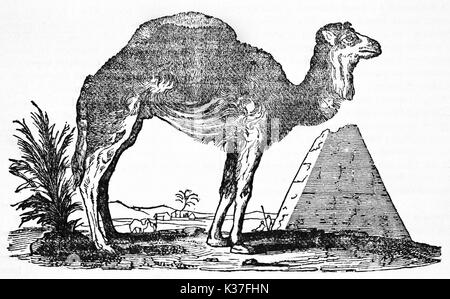 Dromedar (Camelus dromedarius) in der Wüste mit einer steinernen Pyramide für den Hintergrund. Minimale grafische Komposition. Alte Illustration von unbekannter Autor auf Magasin Pittoresque Paris 1834 veröffentlicht. Stockfoto