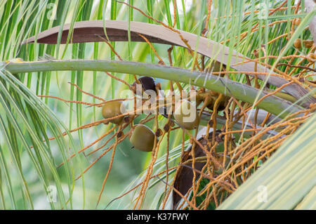 Früchte wachsen auf eine Palme in der Nähe fotografiert. Stockfoto